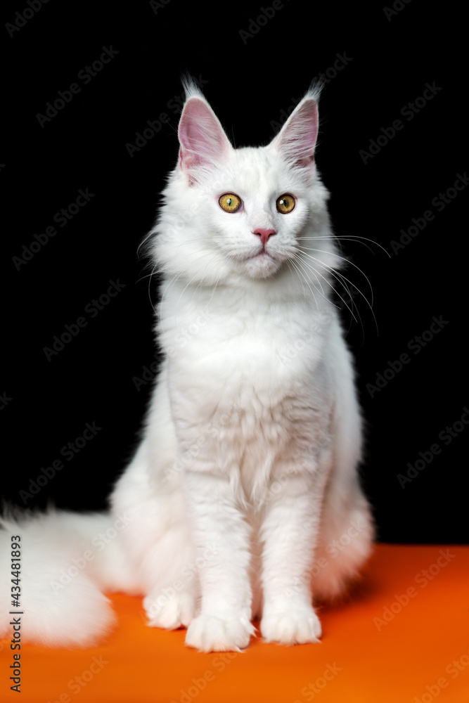 Beautiful cat breed Maine Coon Cat looking at camera. Front view portrait of American Longhair Cat. Animal sitting on orange and black background. Full length, studio shot. Beautiful cat breed Maine Coon Cat looking at camera. Front view portrait of American Longhair Cat. Animal sitting on orange and black background. Full length, studio shot.