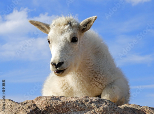 close up of a cute and curious rocky mountain mountain goat kid perched on a granite boulder on a sunny summer day on the summit of fourteener mount evans, colorado