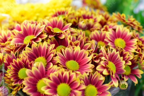 Two-colored daisies. Beautiful red and yellow flowers.