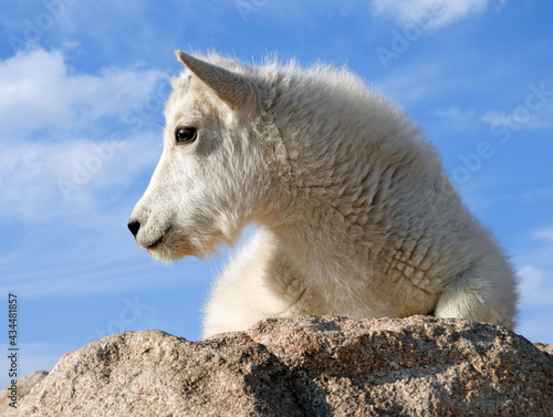 close up of a cute and curious rocky mountain mountain goat kid perched on a granite boulder on a sunny summer day on the summit of fourteener mount evans, colorado