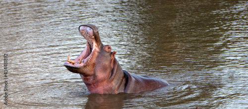 Common Hippopotamus [hippopotamus amphibius] displaying tusks while yawning in a lake in Africa