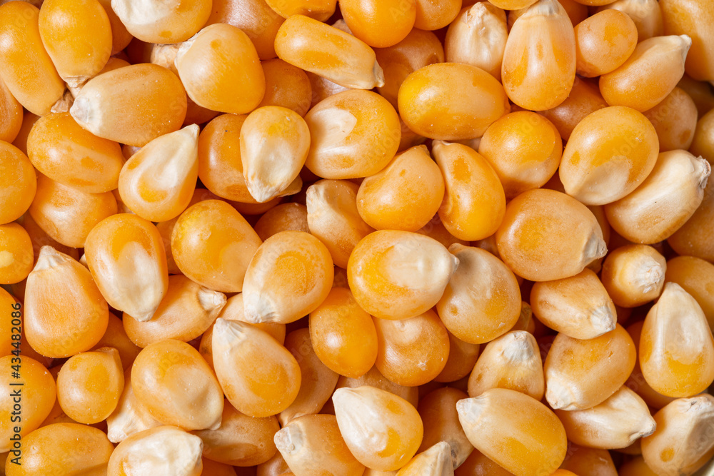 Yellow Corn Corn Scattered Background. Macro photography Yellow Corn Corn Scattered Background. Macro photography