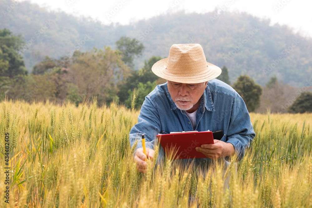 portrait of senior person farmer examining in the middle of a wheat field.Modern internet communication quality checking survey technologies. portrait of senior person farmer examining in the middle of a wheat field.Modern internet communication quality checking survey technologies.