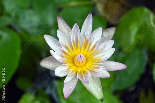 a beautiful lotus flower in full bloom