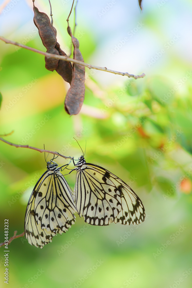 多摩動物公園昆虫館の蝶 Stock 사진 Adobe Stock