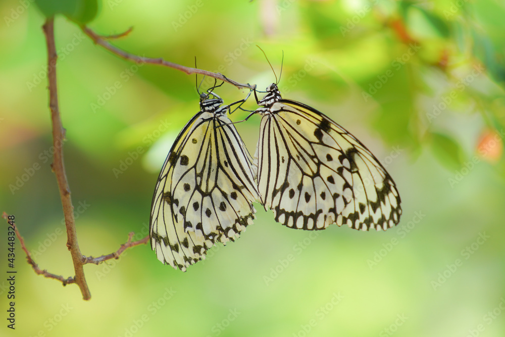 多摩動物公園昆虫館の蝶 Stock 사진 Adobe Stock