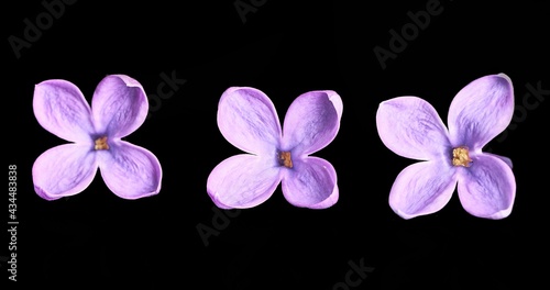lilac flower growing on black background