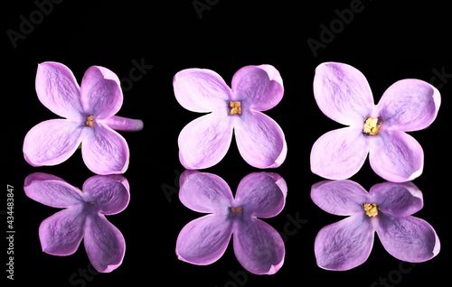 lilac flower growing on black background