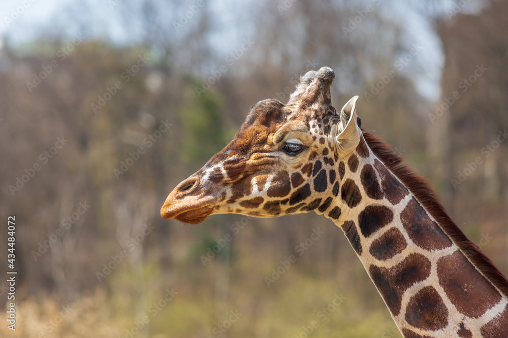 Giraffe head and neck. In the background are trees. Giraffe head and neck. In the background are trees.