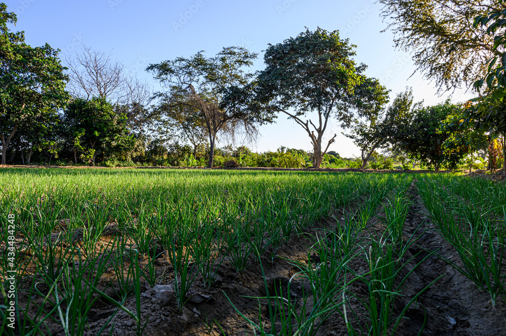 Obraz premium Field green onion field in Peru