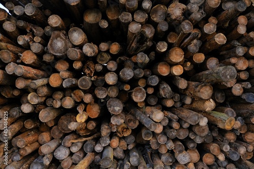 Wooden cuts background. timber and wood. Stacked timber logs.Tree trunks background. Logs close-up. biomass.Rustic wallpaper