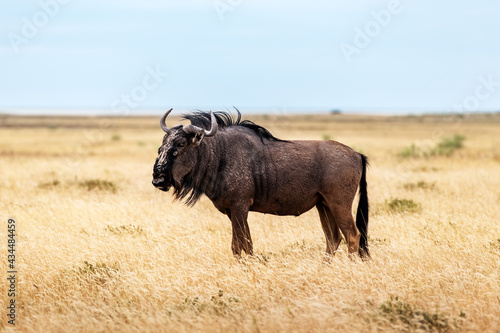 Large african antelope Gnu walking in yellow dry grass