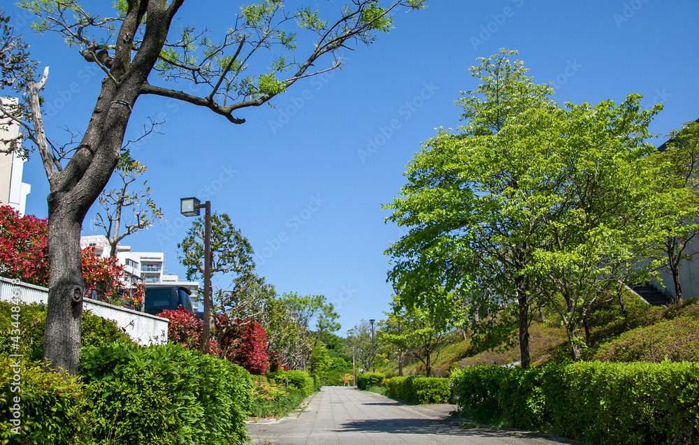 新緑の散策路、稲城市｜５月の清々しい晴天の日、新緑が眩しく感じられる朝でした