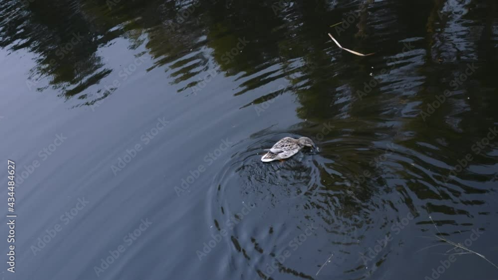In a forest pond, a gray wild duck swims peacefully, picking up food from the water with its beak. Coniferous trees are displayed in the water. The life of ducks in the wild. In a forest pond, a gray wild duck swims peacefully, picking up food from the water with its beak. Coniferous trees are displayed in the water. The life of ducks in the wild.