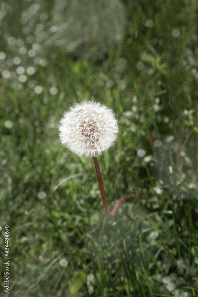 Beautiful dandelion detail isolated on green background