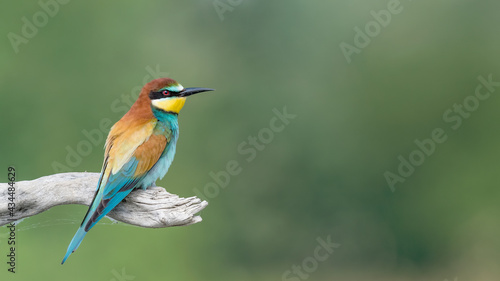 The colorful Bee eater on branch at morning (Merops apiaster)