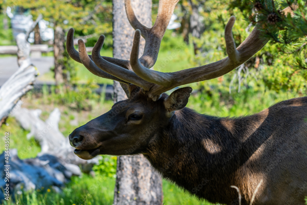 A large Bull Elk in Yellowstone National Park, Wyoming A large Bull Elk in Yellowstone National Park, Wyoming