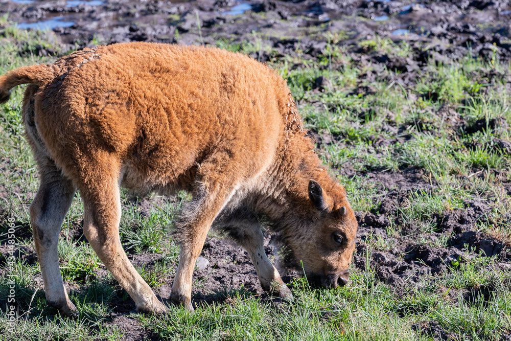 Red Dogs in the field of Yellowstone National Park, Wyoming Red Dogs in the field of Yellowstone National Park, Wyoming