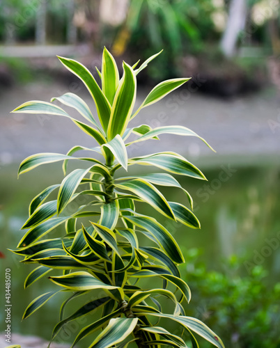 Dracaena Reflexa song of India, an indoor plant with colored leaves and irregular stems. Also used as an ornamental plant.