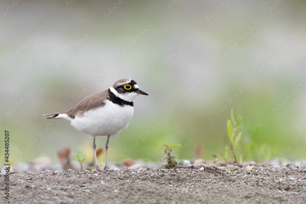 Portrait of little ringed plover on the beach (Charadrius dubius)
Portrait of little ringed plover on the beach (Charadrius dubius)