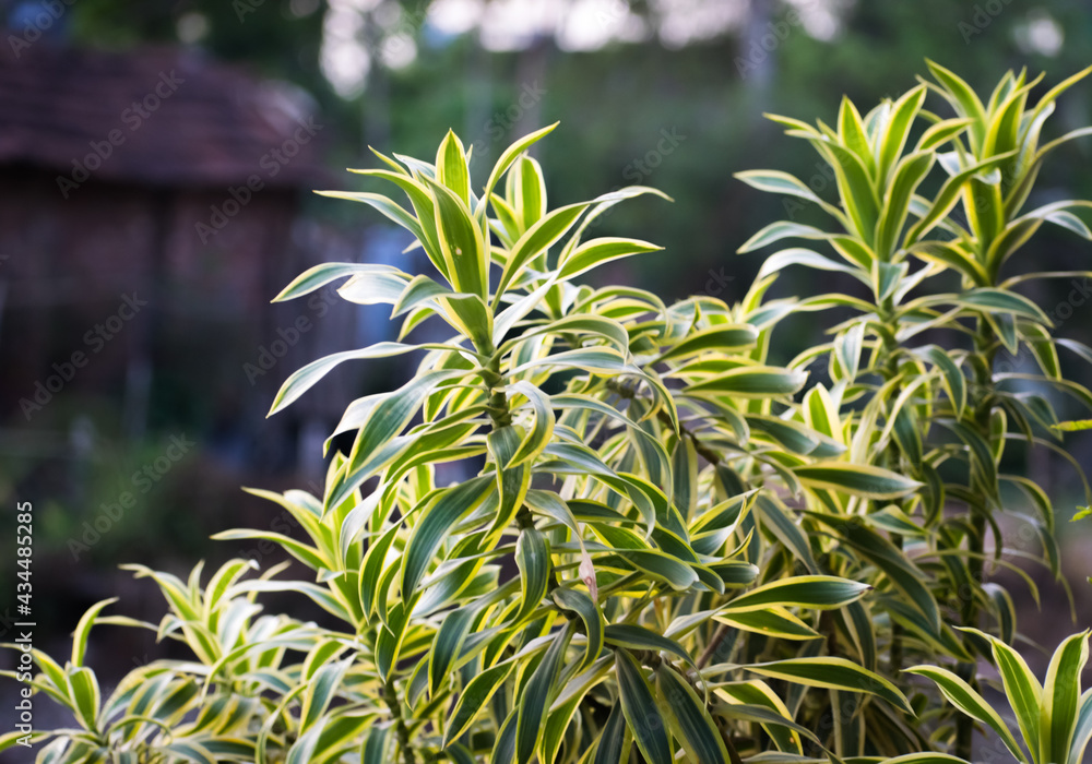 Obraz premium Dracaena Reflexa song of India, an indoor plant with colored leaves and irregular stems. Also used as an ornamental plant.