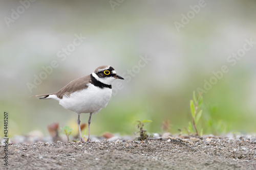 Portrait of little ringed plover on the beach (Charadrius dubius)
 photo