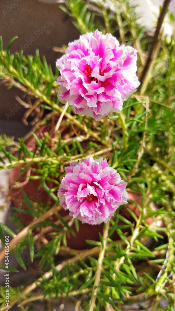 Portulaca grandiflora Pink and White Portulaca grandiflora Pink and White