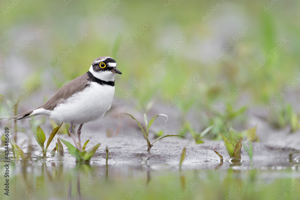 Isolated little ringed plover on the riverbank (Charadrius dubius) Isolated little ringed plover on the riverbank (Charadrius dubius)