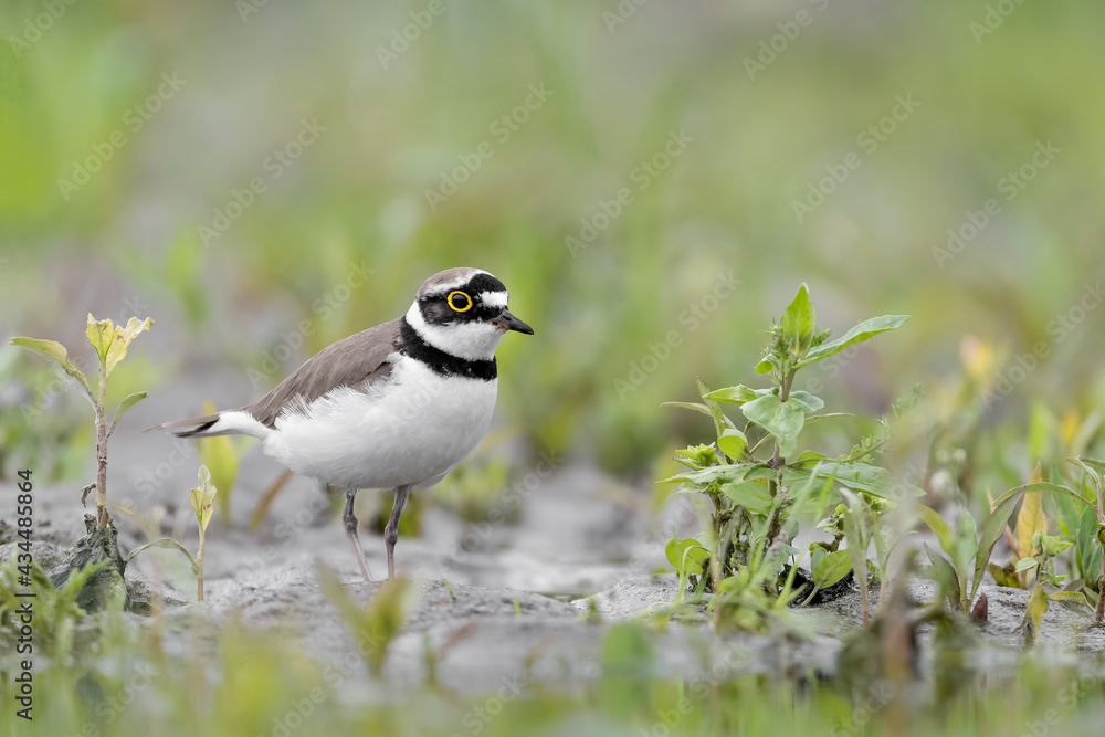 The little ringed plover looking for food (Charadrius dubius) The little ringed plover looking for food (Charadrius dubius)