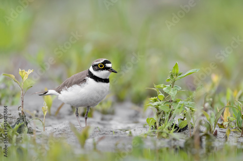 The little ringed plover looking for food (Charadrius dubius)  © manuel