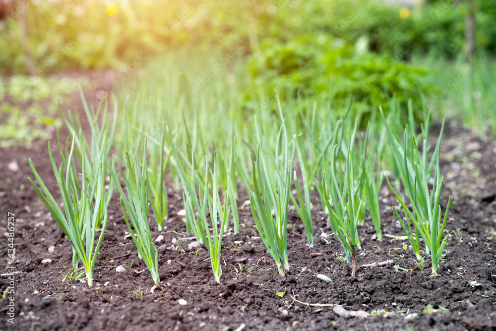 Vegetable garden in early spring. Vegetable garden in early spring.
