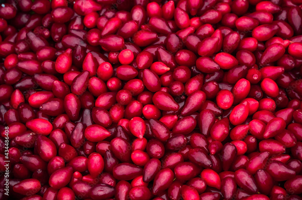Harvest of bright, red, ripe dogwood tree. Organic and natural berries with water drops for graphic material, wallpaper and background Harvest of bright, red, ripe dogwood tree. Organic and natural berries with water drops for graphic material, wallpaper and background