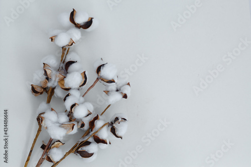 Dry branch of cotton on a light background. Layout for design. Space for text.