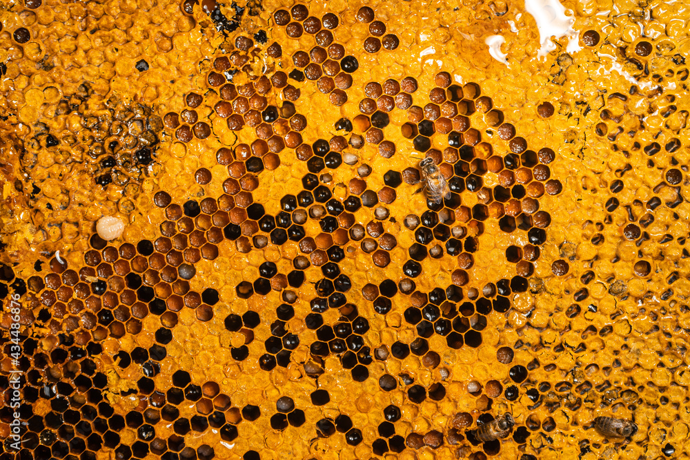 Close-Up Of Honey Bee Comb,honeycomb pattern with Bee nest Close-Up Of Honey Bee Comb,honeycomb pattern with Bee nest