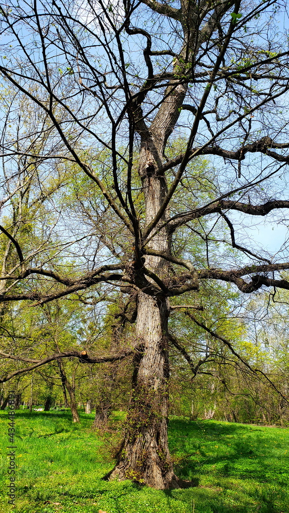 Bäume und Natur in Wien