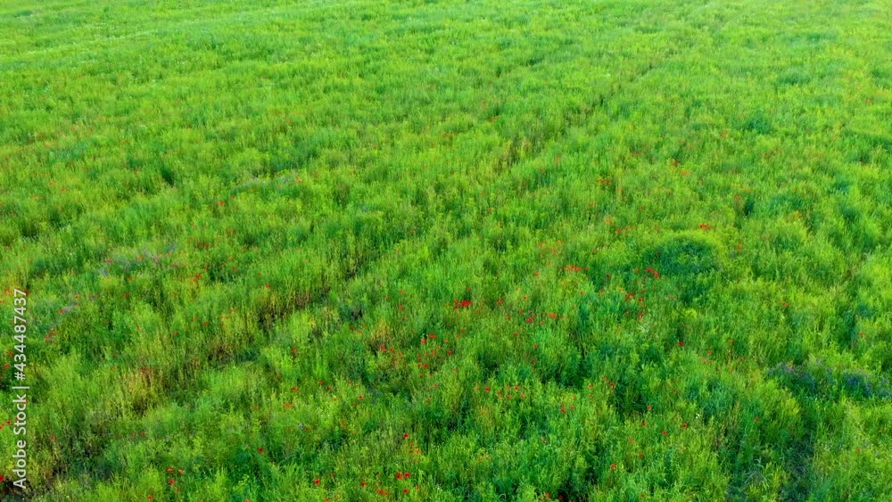 Aerial view of a poppy field in the summer Aerial view of a poppy field in the summer