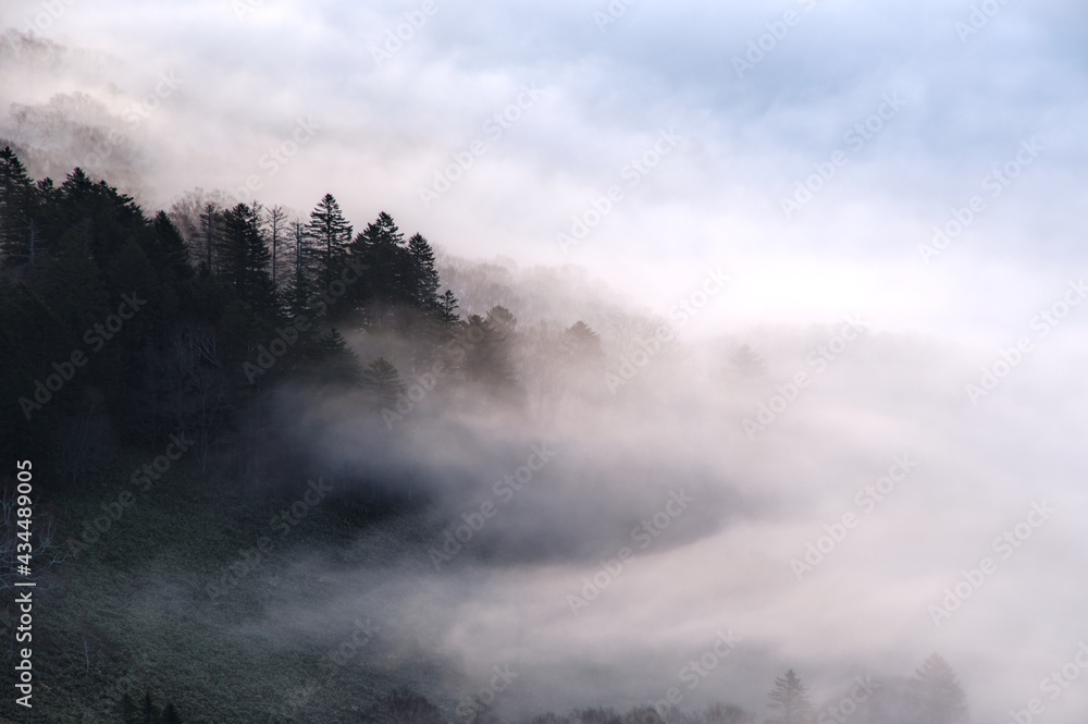 山の稜線の森に懸かる雲。朝靄の漂う森を見下ろす幻想的な眺め。