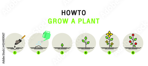 Growing plant stages. Seeds, watering step, sprout and flower, grown plant. House or outdor plant. Line style flat illustration of plant with leaves, flowers and fruit. Thin lines. Grow process.