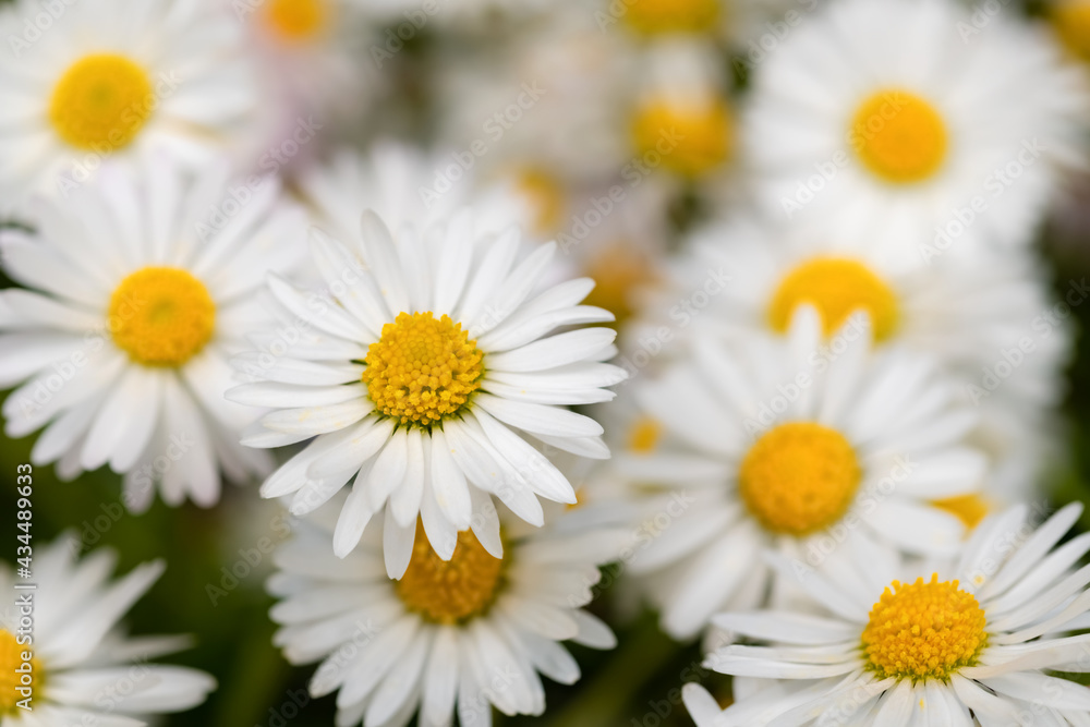 Fototapeta premium Gänseblümchen, Bellis perennis, Blume, Wiese, Blüten, weiß, gelb, Blütenblätter, Korblütler, Ausdauerndes Gänseblümchen, Nahaufnahme, Details, selektive Schärfe, Abzählen, sie liebt mich, mehrjähriges