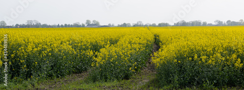 Rapsfeld Blüte in einem intensiven Gelb