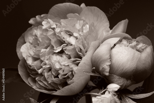 garden peonies, two light buds on a dark background, sepia.