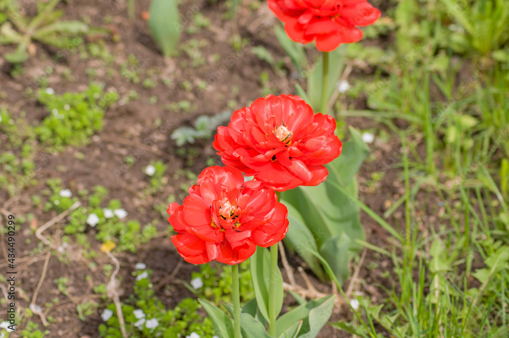 red tulips in the garden in spring red tulips in the garden in spring