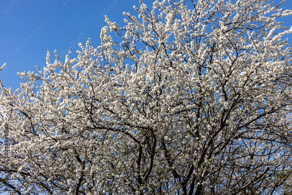 Beautifully flowering plum trees in the orchard Beautifully flowering plum trees in the orchard