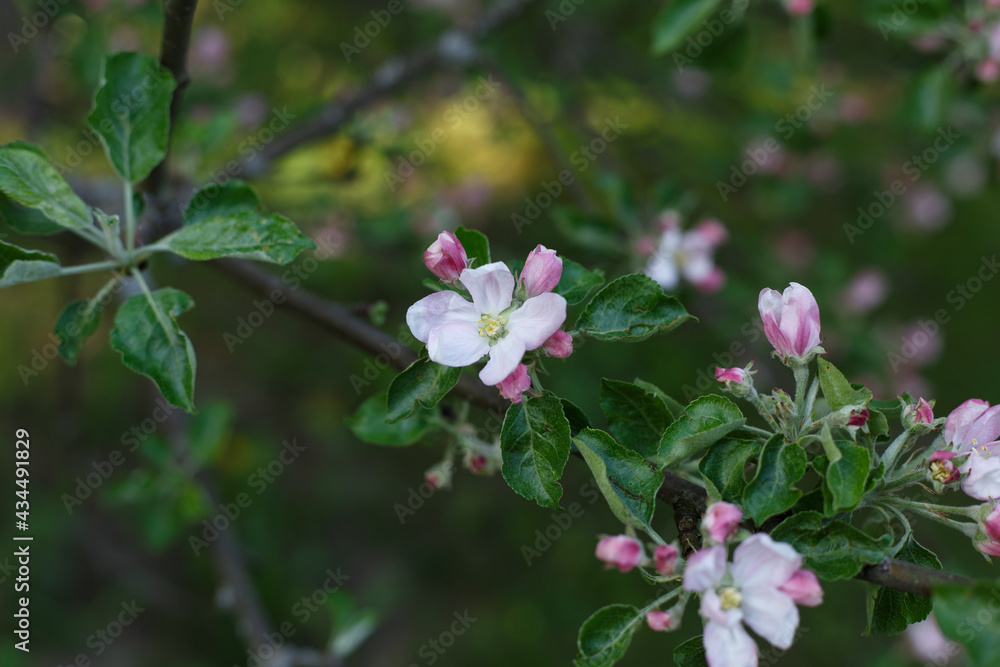 Selective focus, close up of tree branch with blossoms in sunlight. Pink and white young flowers. Concept of spring, nature, park or home garden Selective focus, close up of tree branch with blossoms in sunlight. Pink and white young flowers. Concept of spring, nature, park or home garden