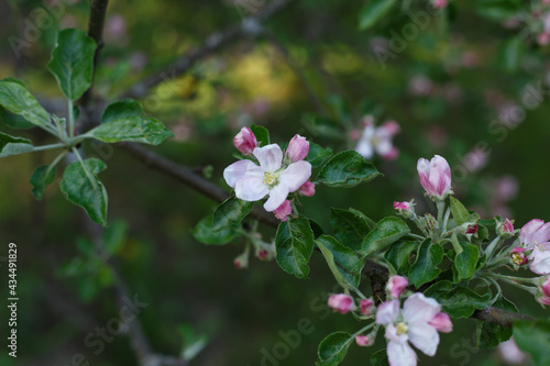 Wallpaper Mural Selective focus, close up of tree branch with blossoms in sunlight. Pink and white young flowers. Concept of spring, nature, park or home garden Torontodigital.ca