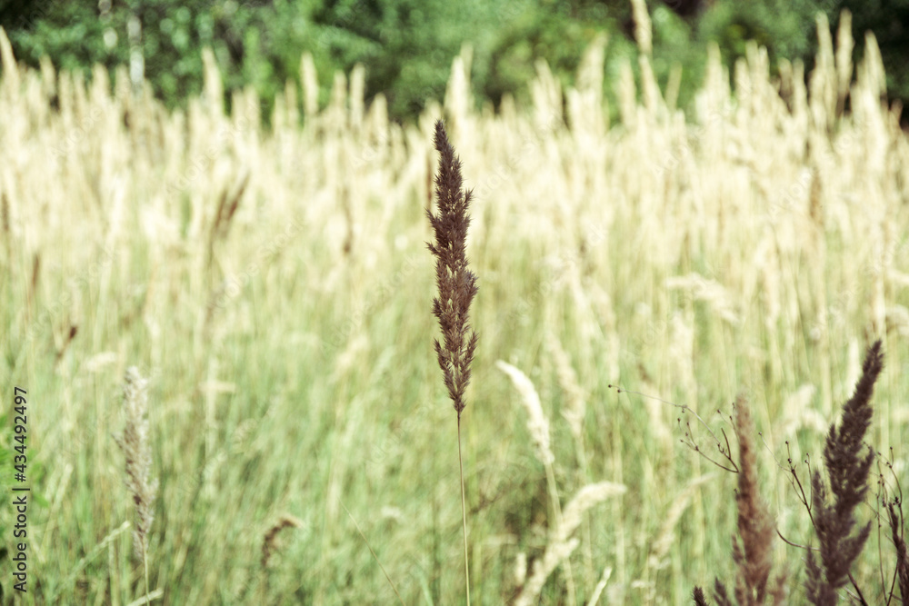 ripe and fluffy ears of reed grass on blurred background of spikelets field and green foliage in distance