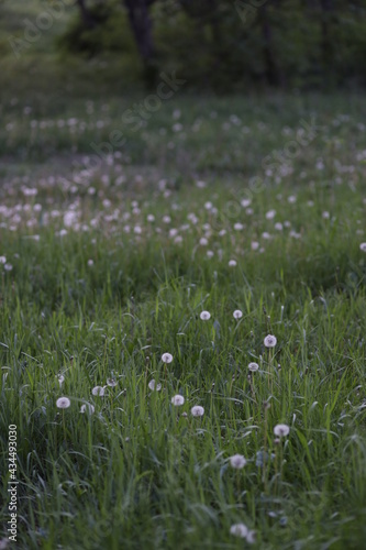 grass and flowers © Ирина Гончарова