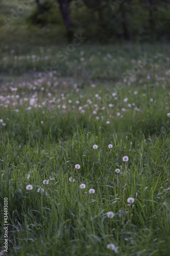 grass and flowers