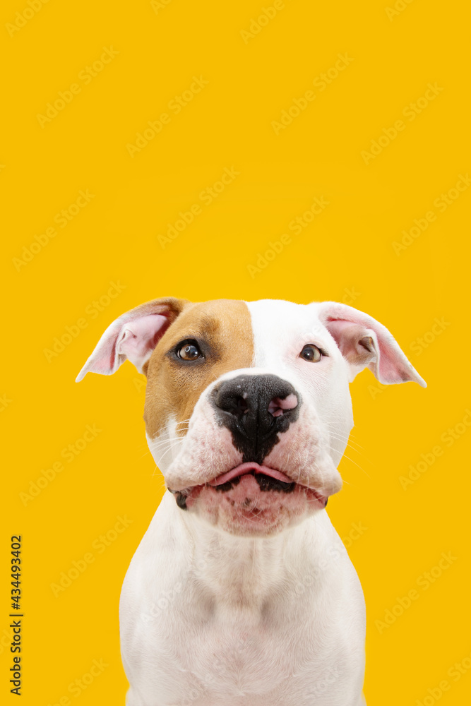 Funny American Staffordshire dog making a flat. Isolated on yellow background