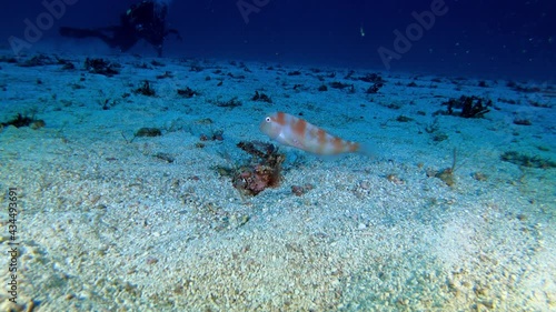 Pearly Razorfish close to the camera photo